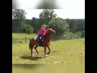 horse from dagestan kjiflm c lfutcnfyf kjiflm c lfutcnfyf kjiflm c lfutcnfyf