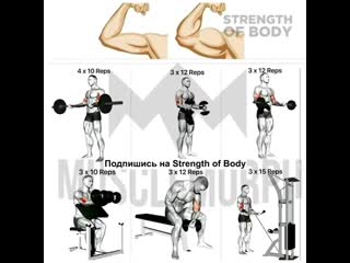 exercises for training biceps eghf;ytybz lkz nhtybhjdrb ,bwtgcf