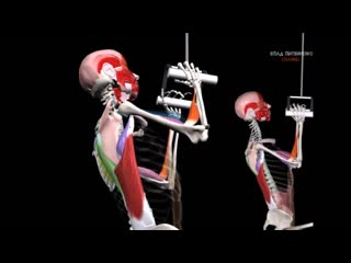 grip difference in pull-ups. 6 views. biomechanics hfpybwf [dfnjd d gjlnzubdfybz[. 6 dbjd. ,bjvt[fybrf