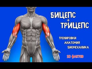 biceps and triceps. 10 facts. workouts, anatomy, biomechanics, bwtgc b nhbwtgc. 10 afrnjd. nhtybhjdrb, fyfnjvbz, ,bjvt[fybrf