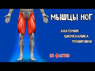 legs. 10 facts. training, biomechanics, anatomy. yjub. 10 afrnjd. nhtybhjdrb, ,bjvt[fybrf, fyfnjvbz.