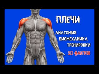 shoulders. 10 facts. training, biomechanics, anatomy. gktxb. 10 afrnjd. nhtybhjdrb, ,bjvt[fybrf, fyfnjvbz.